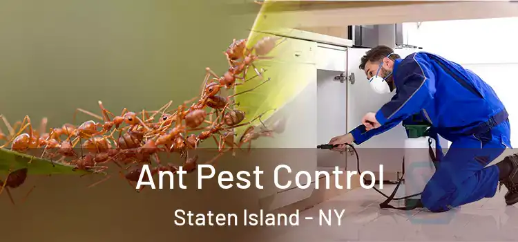  Ant Pest Control Staten Island - NY