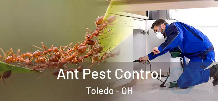  Ant Pest Control Toledo - OH