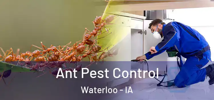  Ant Pest Control Waterloo - IA