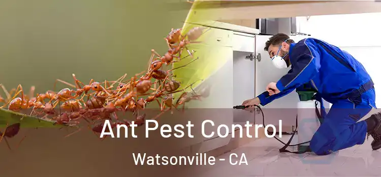  Ant Pest Control Watsonville - CA
