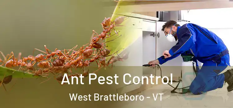Ant Pest Control West Brattleboro - VT