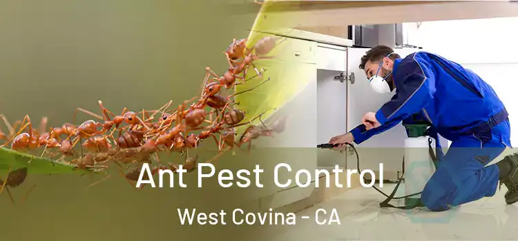 Ant Pest Control West Covina - CA