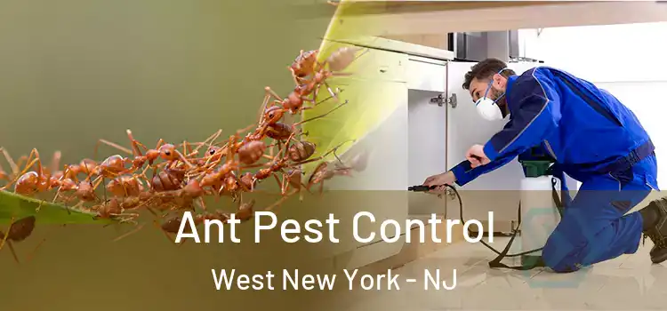  Ant Pest Control West New York - NJ
