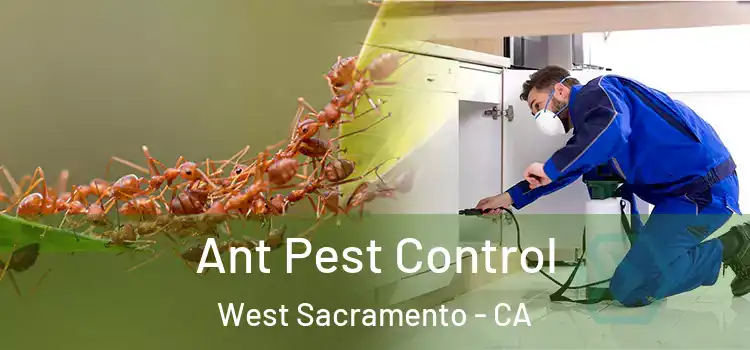 Ant Pest Control West Sacramento - CA
