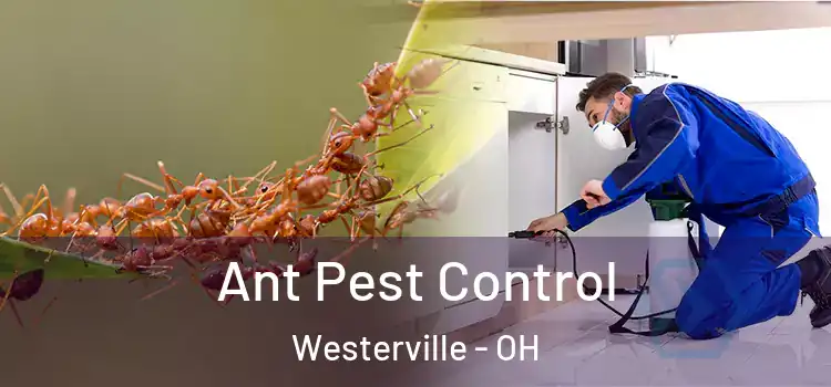 Ant Pest Control Westerville - OH