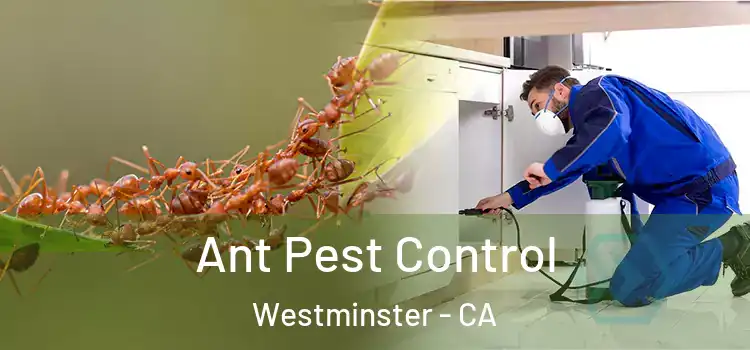 Ant Pest Control Westminster - CA