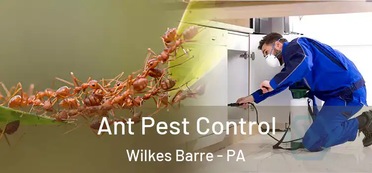  Ant Pest Control Wilkes Barre - PA