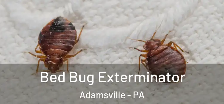  Bed Bug Exterminator Adamsville - PA