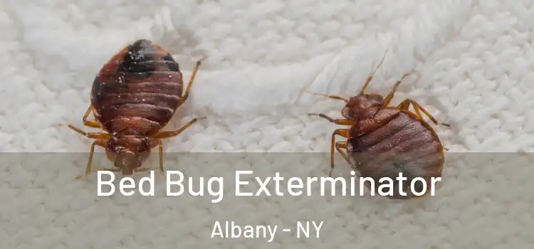 Bed Bug Exterminator Albany - NY