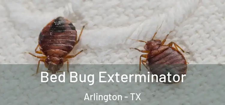 Bed Bug Exterminator Arlington - TX
