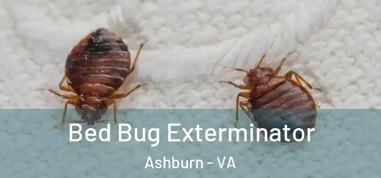  Bed Bug Exterminator Ashburn - VA