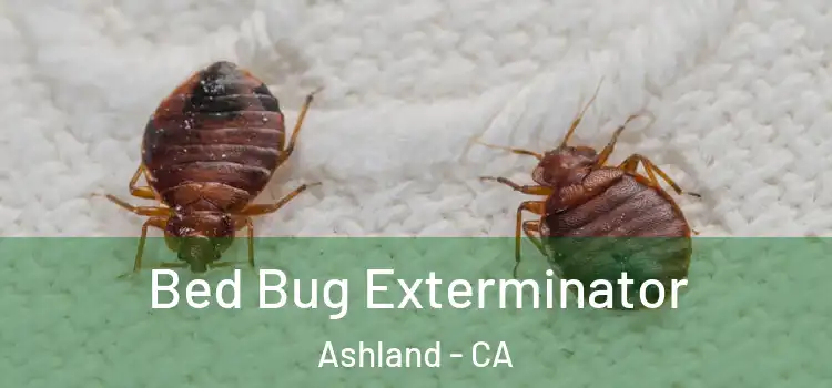 Bed Bug Exterminator Ashland - CA