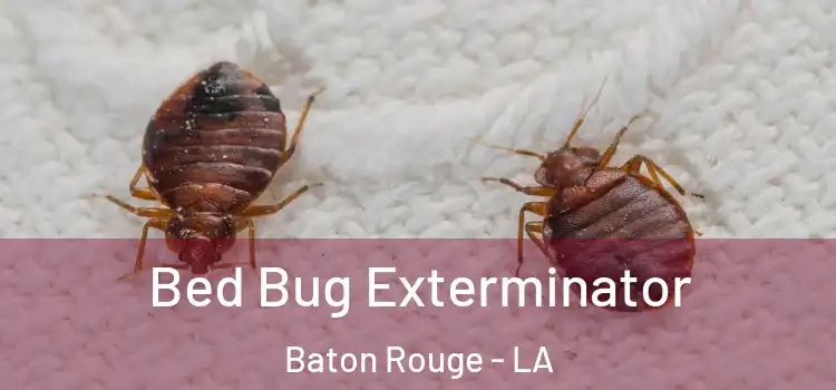  Bed Bug Exterminator Baton Rouge - LA