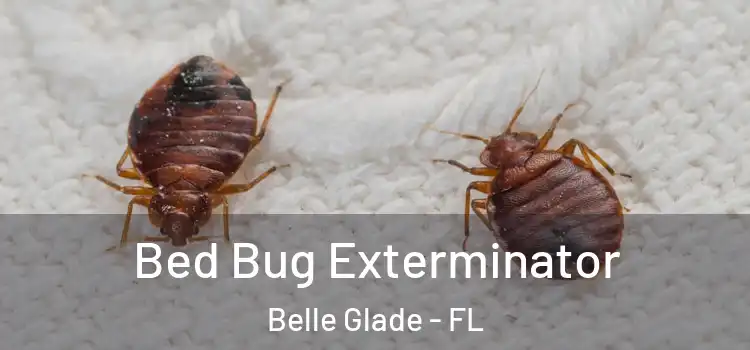  Bed Bug Exterminator Belle Glade - FL