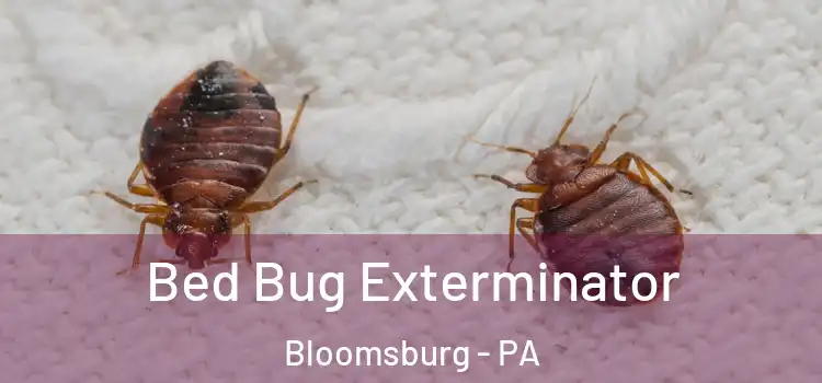  Bed Bug Exterminator Bloomsburg - PA