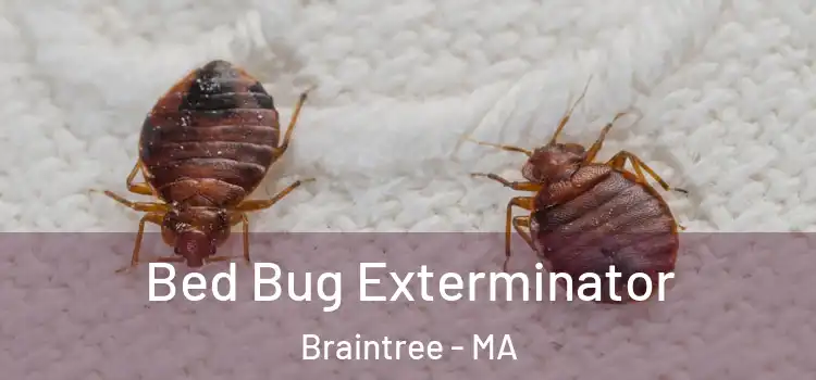  Bed Bug Exterminator Braintree - MA