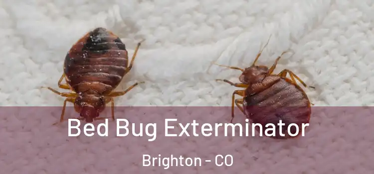  Bed Bug Exterminator Brighton - CO