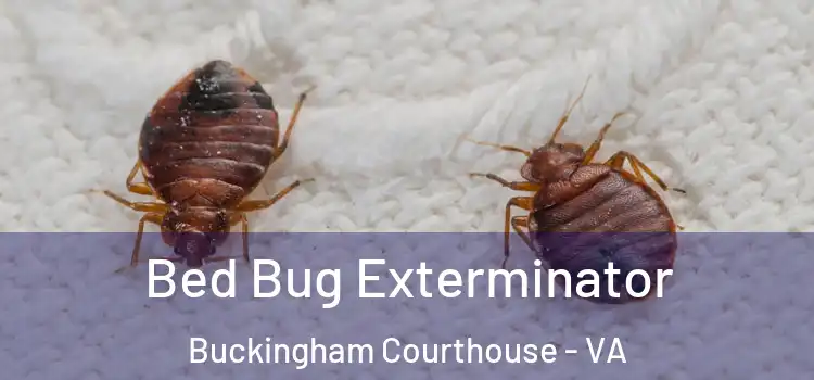  Bed Bug Exterminator Buckingham Courthouse - VA
