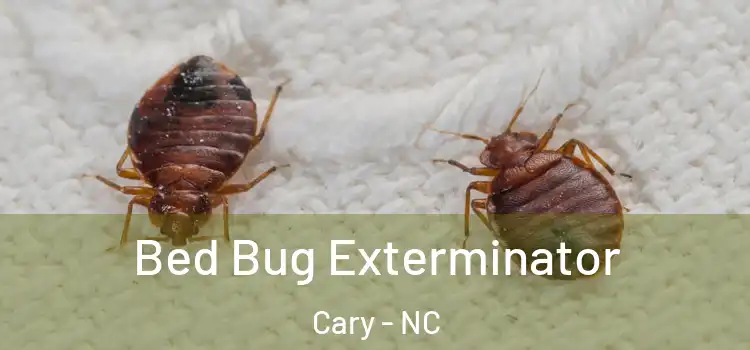 Bed Bug Exterminator Cary - NC