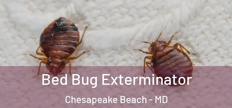  Bed Bug Exterminator Chesapeake Beach - MD
