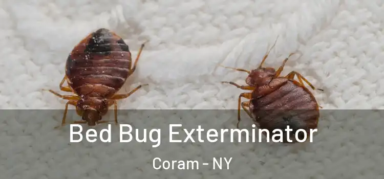 Bed Bug Exterminator Coram - NY
