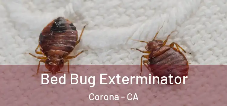  Bed Bug Exterminator Corona - CA