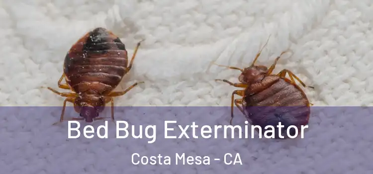 Bed Bug Exterminator Costa Mesa - CA