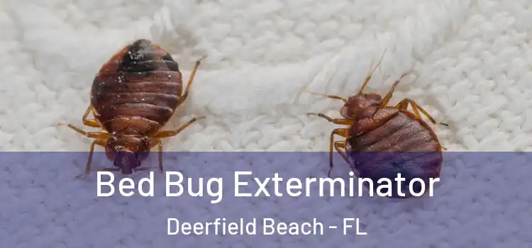  Bed Bug Exterminator Deerfield Beach - FL