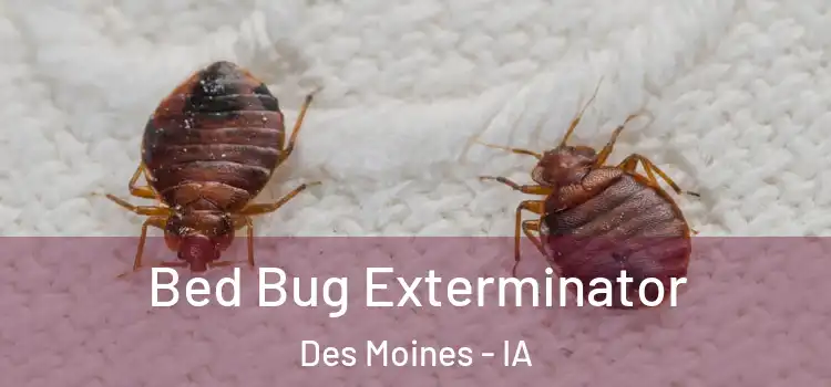 Bed Bug Exterminator Des Moines - IA