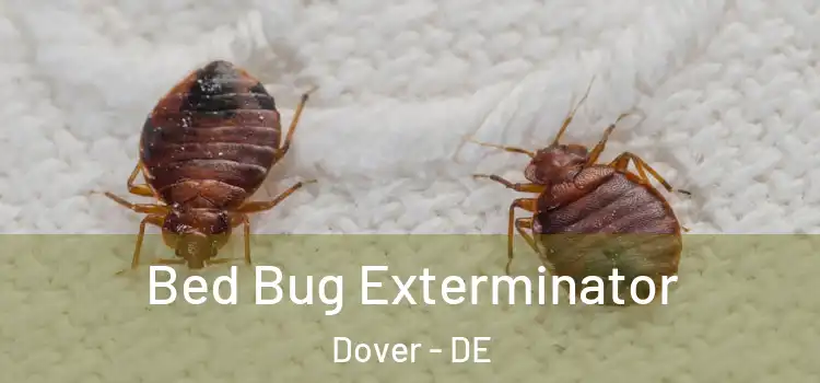 Bed Bug Exterminator Dover - DE