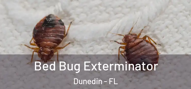  Bed Bug Exterminator Dunedin - FL