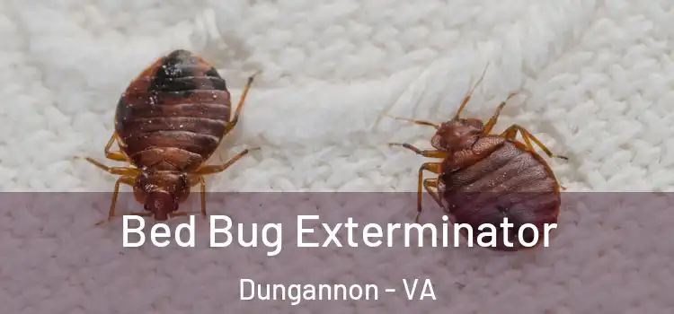  Bed Bug Exterminator Dungannon - VA