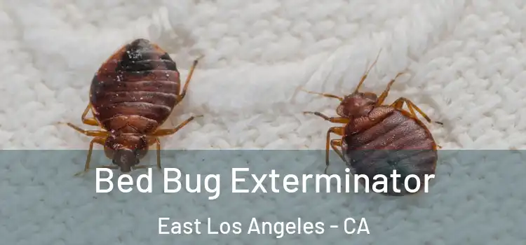 Bed Bug Exterminator East Los Angeles - CA