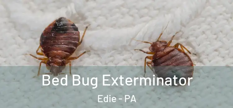 Bed Bug Exterminator Edie - PA