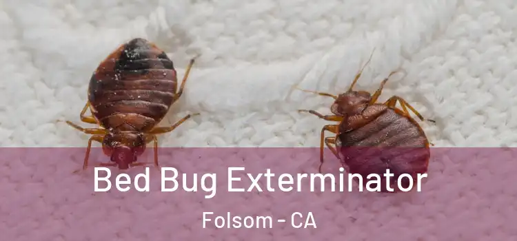 Bed Bug Exterminator Folsom - CA