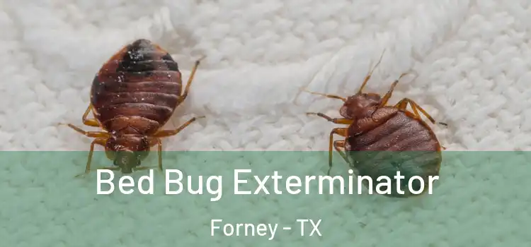  Bed Bug Exterminator Forney - TX