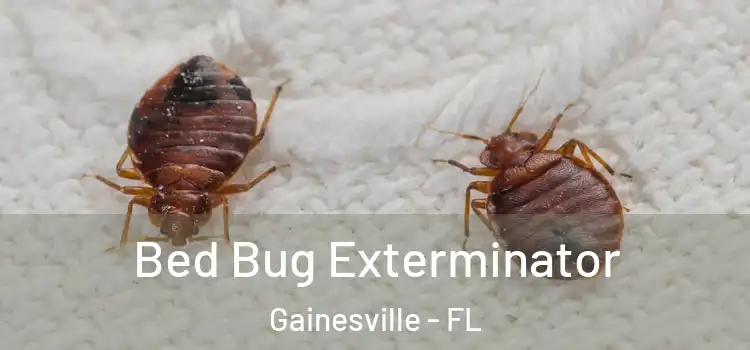  Bed Bug Exterminator Gainesville - FL