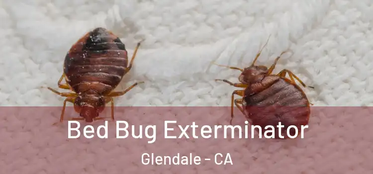 Bed Bug Exterminator Glendale - CA
