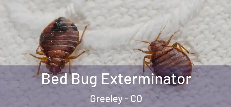  Bed Bug Exterminator Greeley - CO