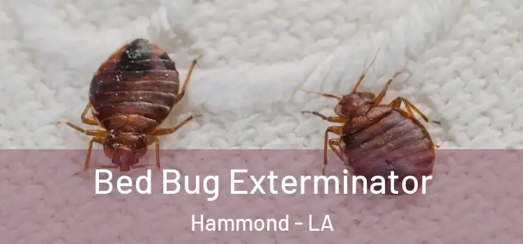  Bed Bug Exterminator Hammond - LA