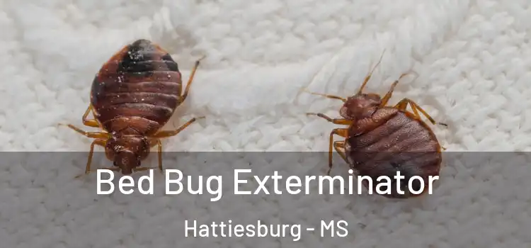  Bed Bug Exterminator Hattiesburg - MS