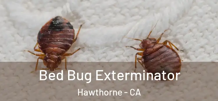 Bed Bug Exterminator Hawthorne - CA