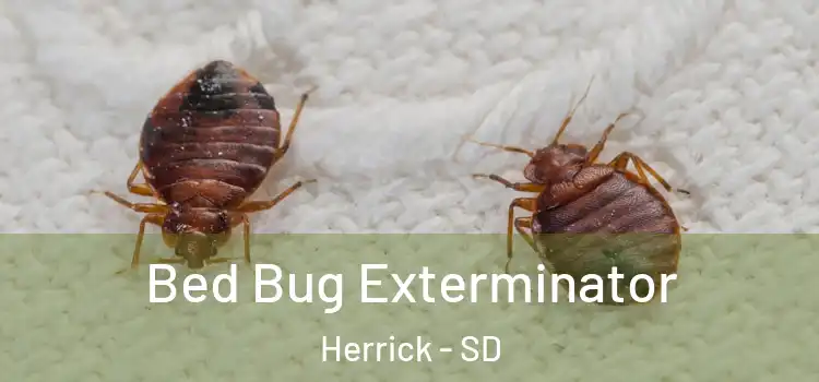  Bed Bug Exterminator Herrick - SD
