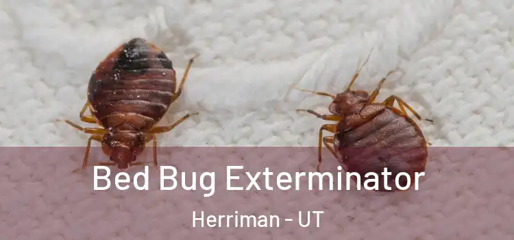  Bed Bug Exterminator Herriman - UT