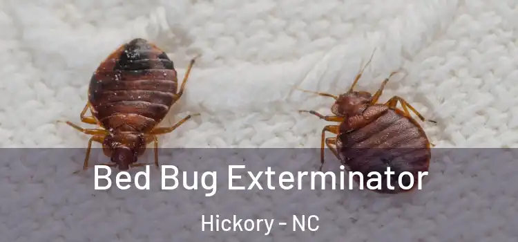Bed Bug Exterminator Hickory - NC