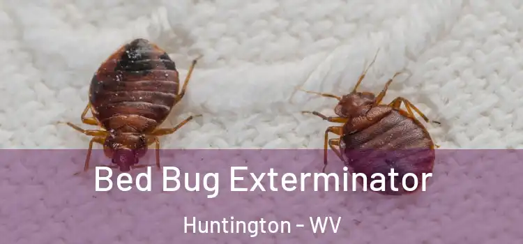  Bed Bug Exterminator Huntington - WV