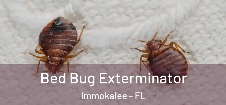  Bed Bug Exterminator Immokalee - FL