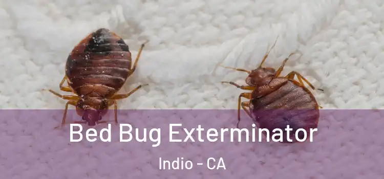 Bed Bug Exterminator Indio - CA