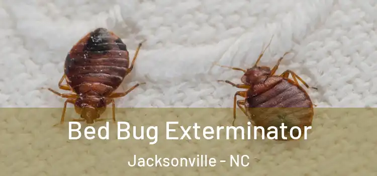  Bed Bug Exterminator Jacksonville - NC