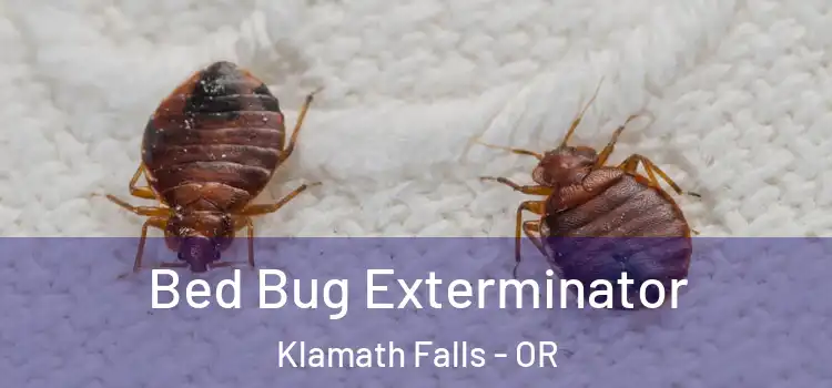 Bed Bug Exterminator Klamath Falls - OR